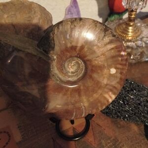 Polished Ammonite Fossil Rare  7" Inches BIG And Beautiful